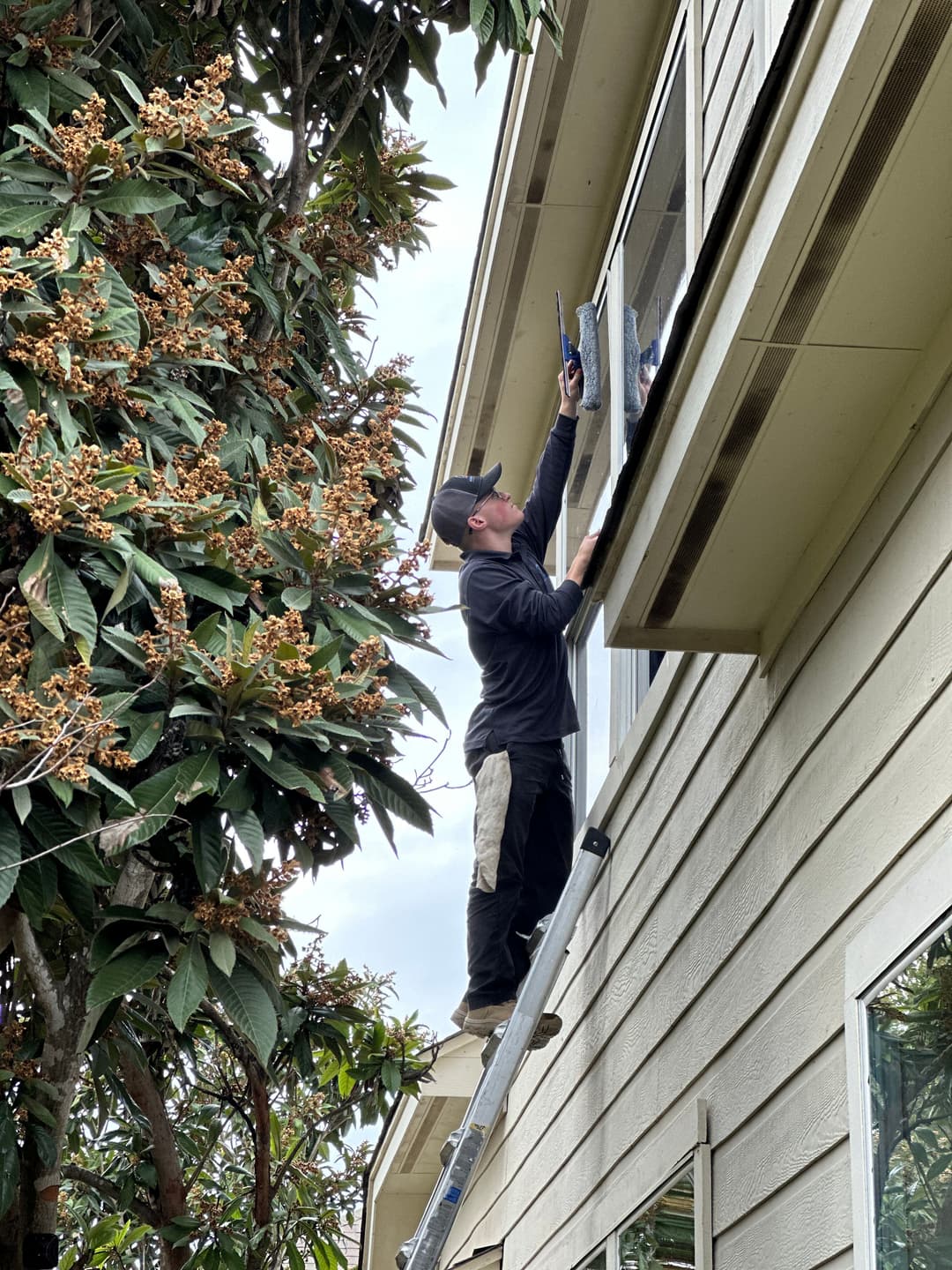 Man cleaning a window from a ladder outside a house surrounded by greenery.