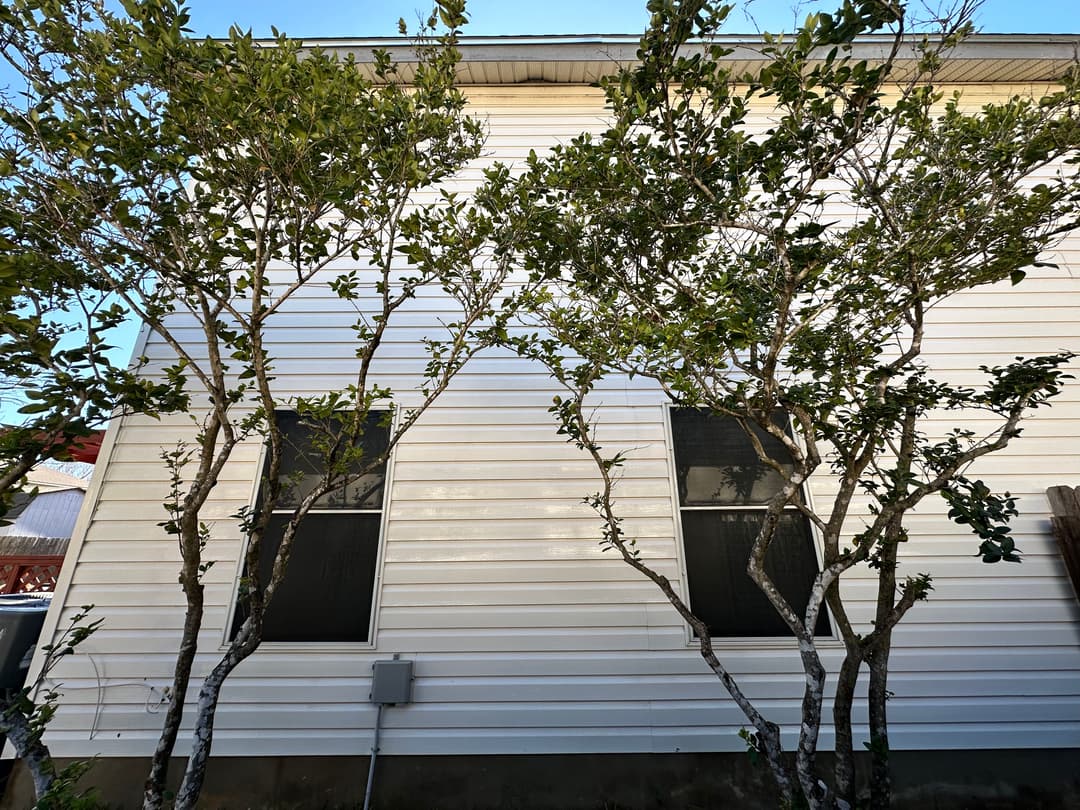 Two trees beside a light-colored house with windows, against a clear blue sky.