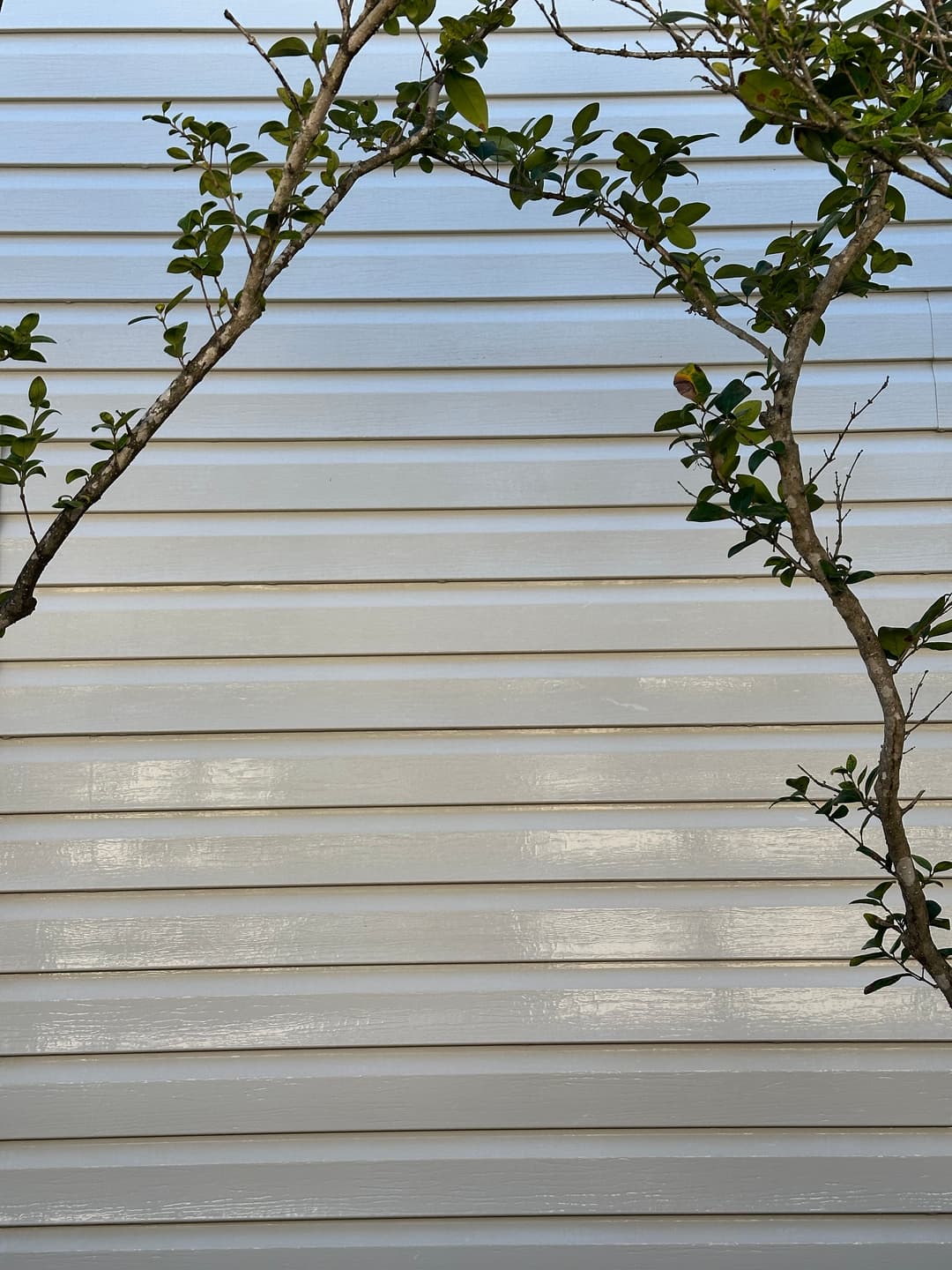Branching foliage against a textured white wall, highlighting nature's contrast with architecture.